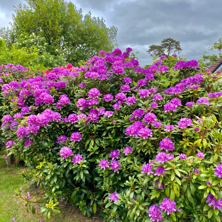 Plant image Rhododendron 'Florence Mann'