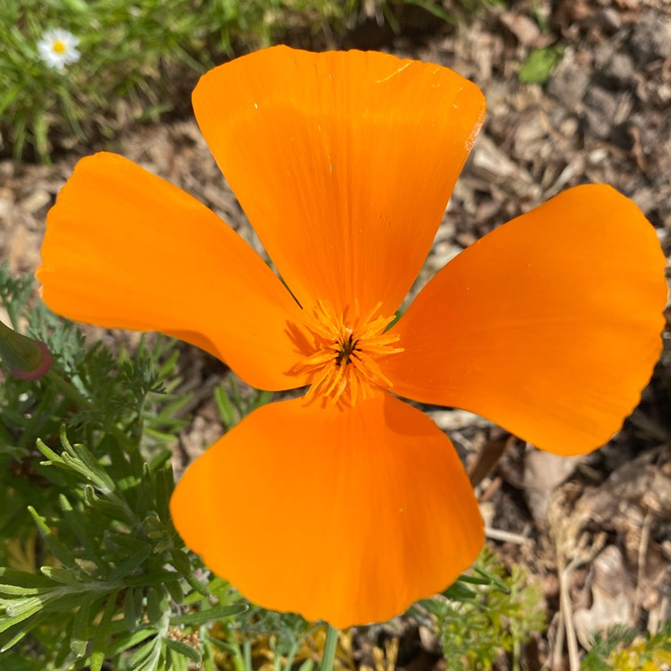 Plant image Eschscholzia californica 'Orange King'