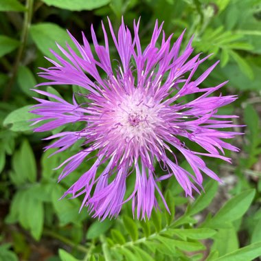 Centaurea montana