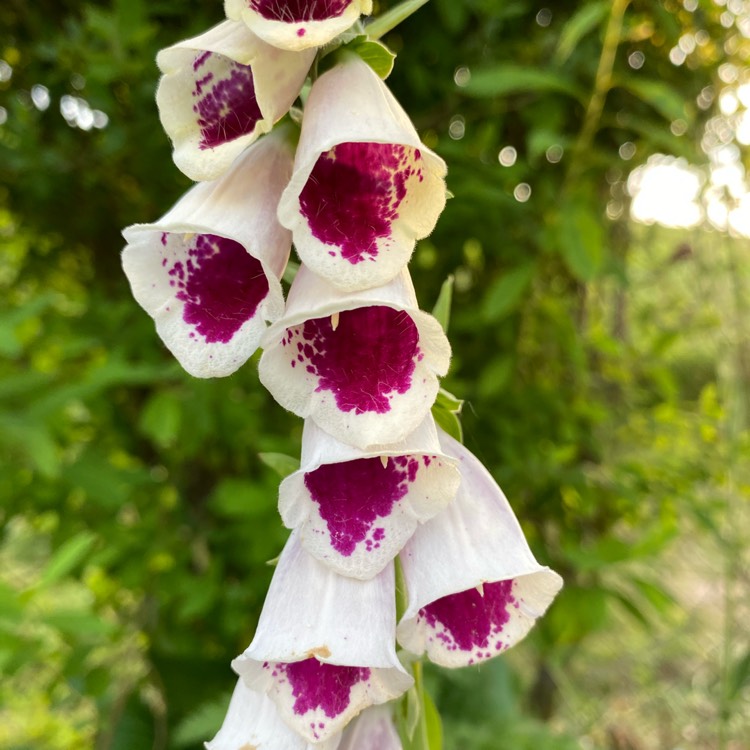 Plant image Digitalis purpurea 'Giant Spotted'