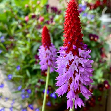 Primula vialii