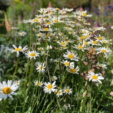 Leucanthemum vulgare