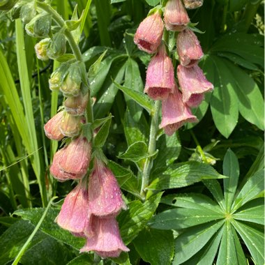 Digitalis x mertonensis