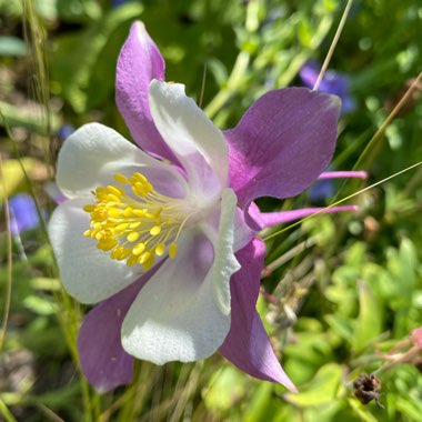 Aquilegia 'Swan Mixed'