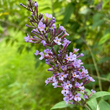 Buddleja