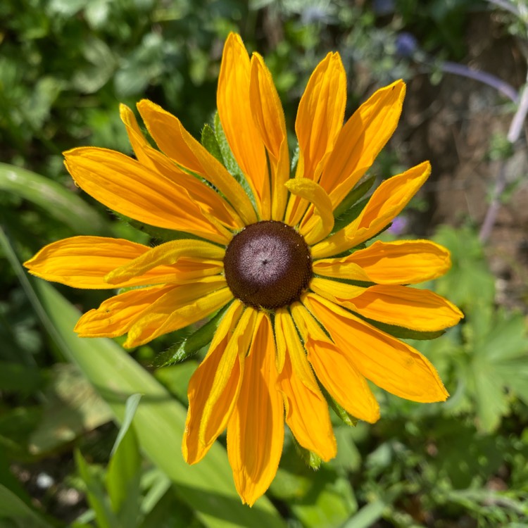 Plant image Rudbeckia hirta 'Rustic Dwarf Mix'