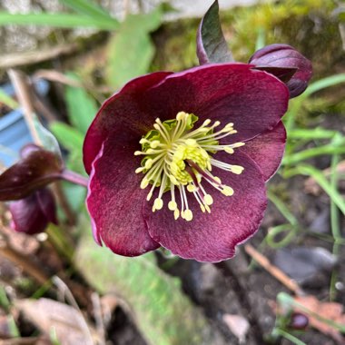 Helleborus x hybridus 'Red Lady' (Lady Series)