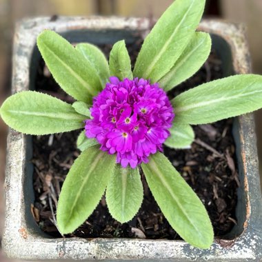 Primula denticulata