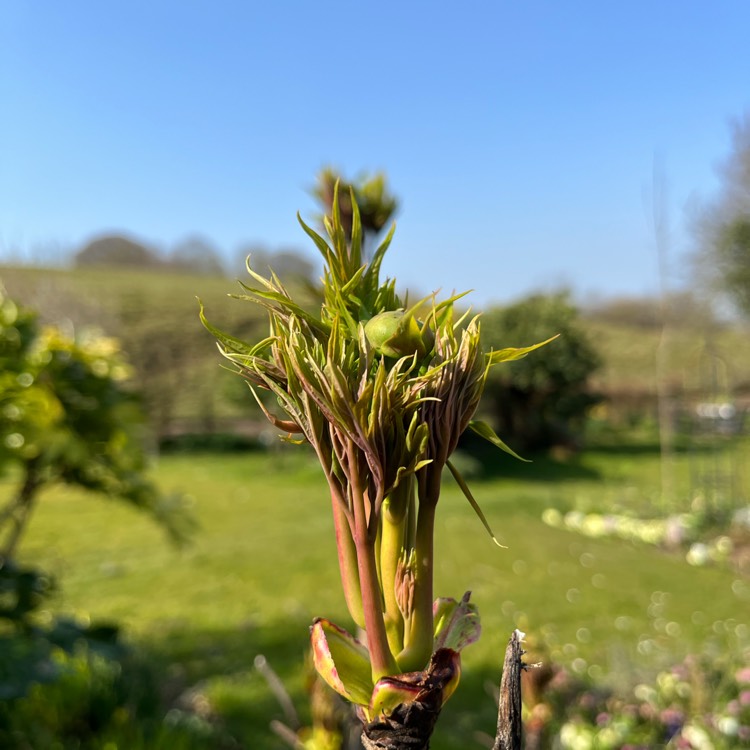 plant image 1571128