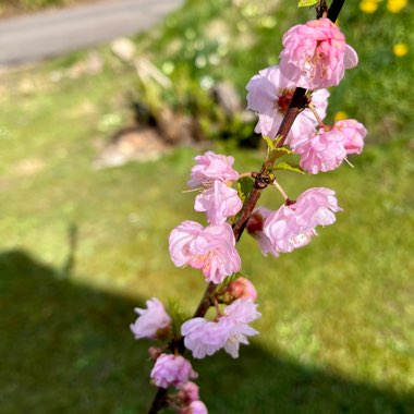 Prunus triloba