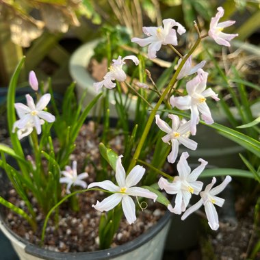 Chionodoxa luciliae (Gigantea Group) 'Alba' syn Scilla luciliae 'Alba'