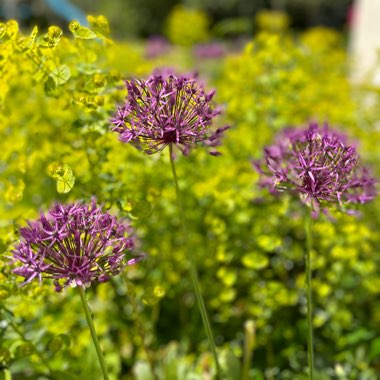 Allium hollandicum 'Purple Sensation' syn. Allium 'Purple Sensation', Allium aflatunense 'Purple Sensation'