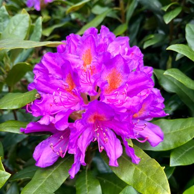 Rhododendron 'Florence Mann'