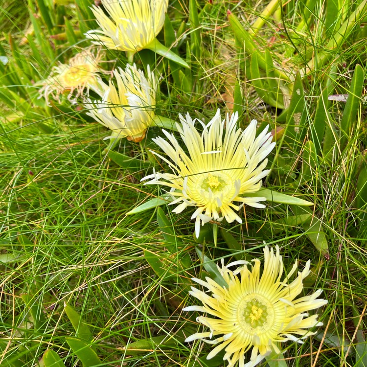 Plant image Carpobrotus edulis