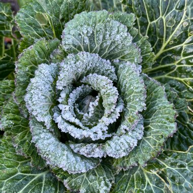 Brassica oleracea capitata 'King' F1