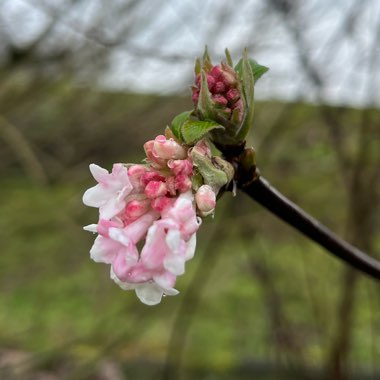 Viburnum x bodnantense 'Charles Lamont'