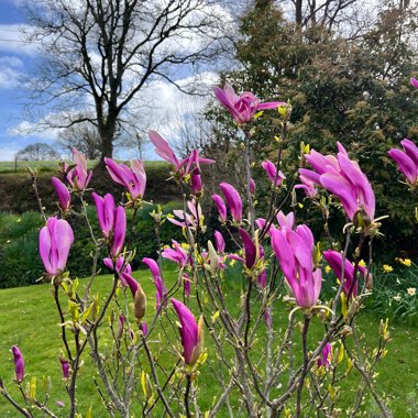 Magnolia 'Susan'