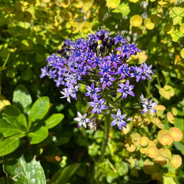 Scilla peruviana