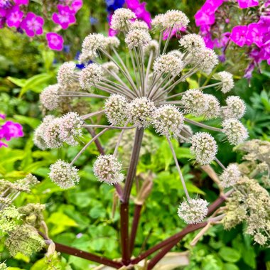 Angelica hungaricus