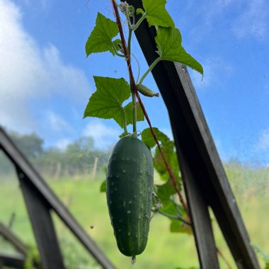 Cucumis Sativus 'Marketmore'