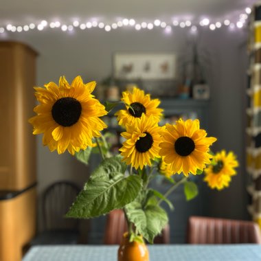 Helianthus annuus 'Giant Single'