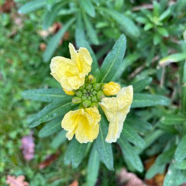 Erysimum