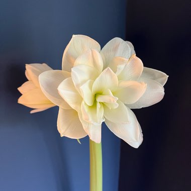 Hippeastrum (Amaryllis)