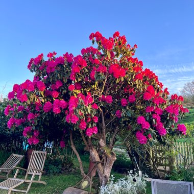 Rhododendron 'Dr H.C Dresselhuys'