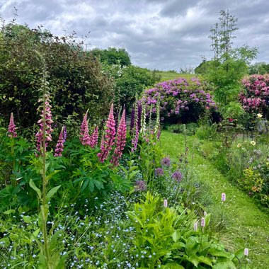 Carole's garden