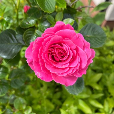 Rose 'Gemma' (Floribunda)