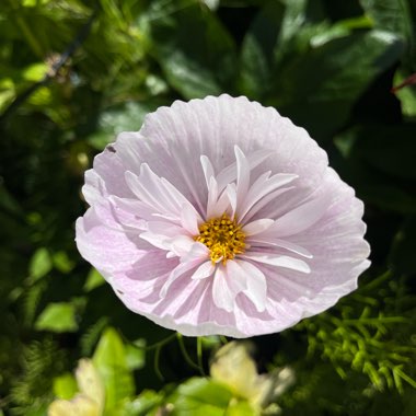 Cosmos Cupcake Blush