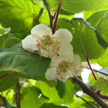 Actinidia deliciosa  syn. Actinidia chinensis var. deliciosa