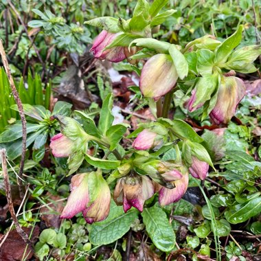 Hellebore 'SP Anja Oudolf'