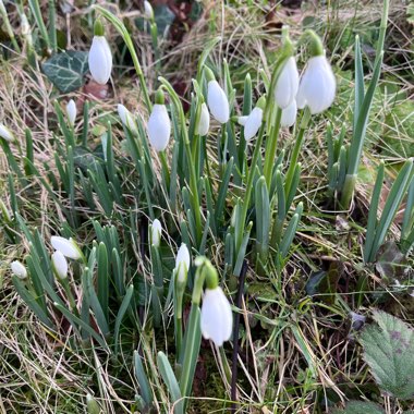 Snowdrop (Species) Common Snowdrop