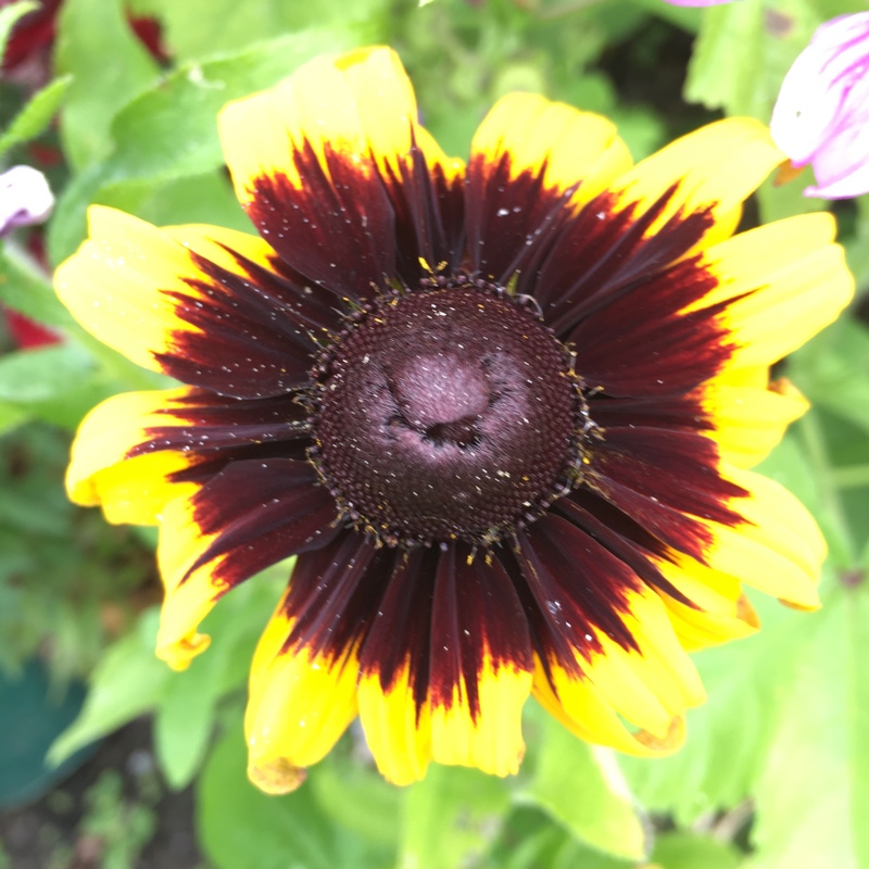 Plant image Echinacea purpurea 'Hope' (Prairie Pillars Series)