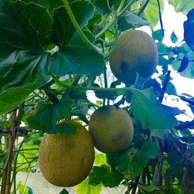 Cucumis melo 'Arava'