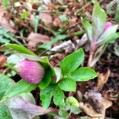 Helleborus x hybridus 'Ashwood Garden Hybrids'