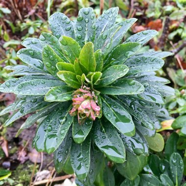 Euphorbia epithymoides 'Bonfire'