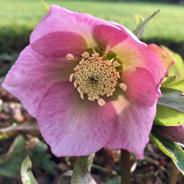 Helleborus x hybridus 'Ashwood Garden Hybrids'