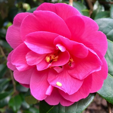 Camellia