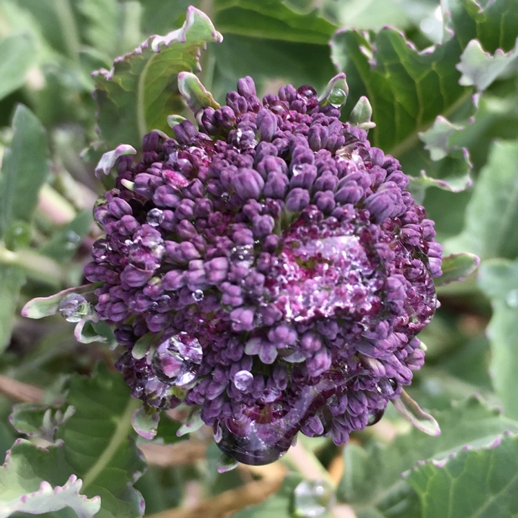 Plant image Brassica oleracea (Italica Group) 'Purple Sprouting'