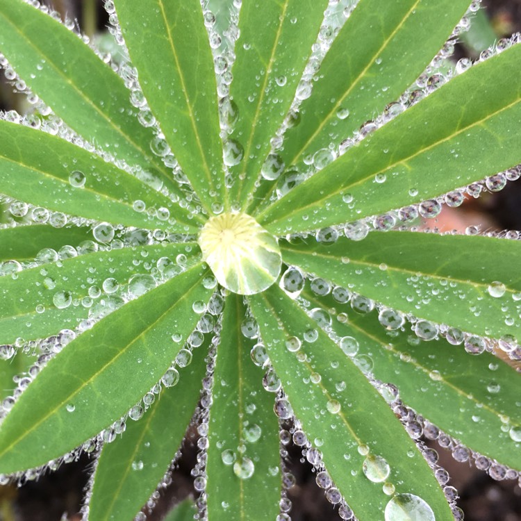 Plant image Lupinus 'Manhattan Lights'