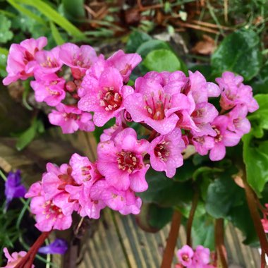 Bergenia 'Rosenkristall'