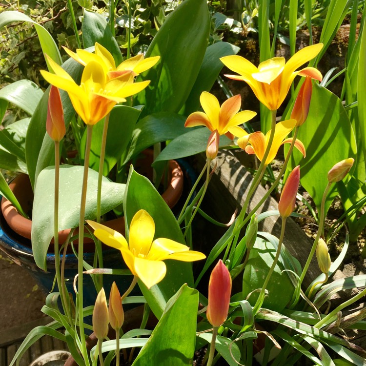 Plant image Tulipa 'Madame Lefeber' syn. Tulipa 'Red Emperor'