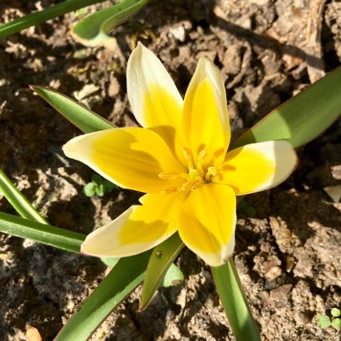 Tulipa tarda