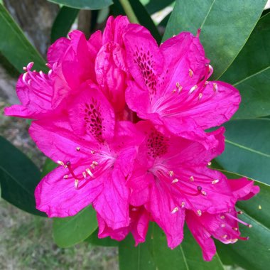 Rhododendron 'Dr H.C Dresselhuys'