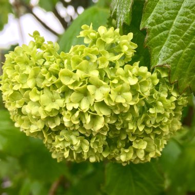 Viburnum opulus 'Roseum' syn. Viburnum opulus 'Sterile'