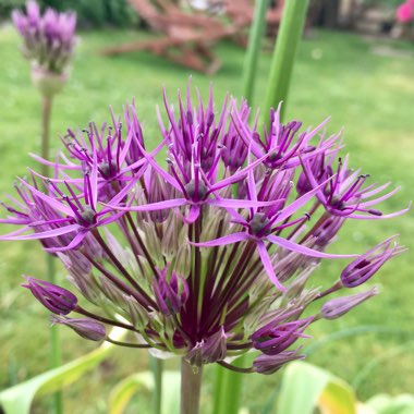 Allium caeruleum syn. Allium azureum, Allium caeruleum azureum, Allium coerulescens