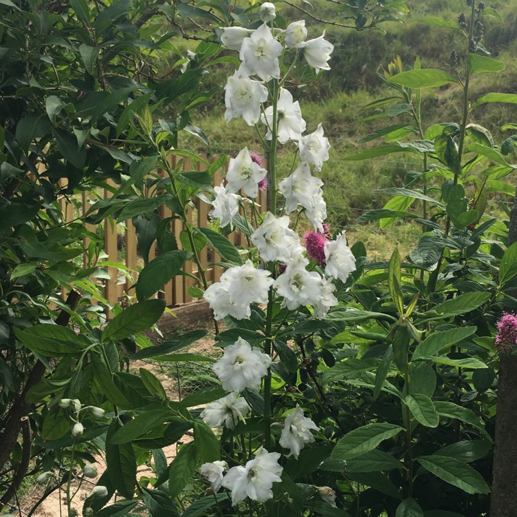 Plant image Delphinium 'Excalibur Pure White'