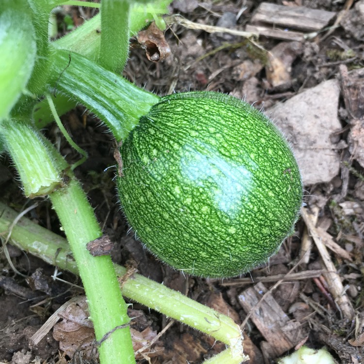 Plant image Cucurbita pepo var. cylindrica 'Tricolour'